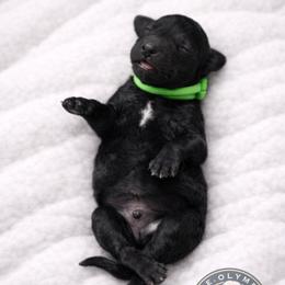 Keir - Black male Poodle puppy in Spring Hills, Florida from The Olympus Standard Poodle