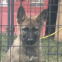 German Shepherd Puppies from Vom Burmeister Kennel