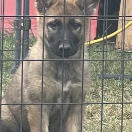 German Shepherd Puppies from Vom Burmeister Kennel