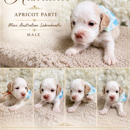 Hamilton - Cream male Australian Labradoodle puppy in Taylor, Michigan from Mi Best Doodle Ever, LLC