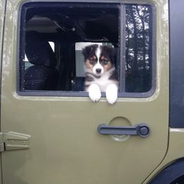 Australian Shepherd Puppies from Sakari Australian Shepherds