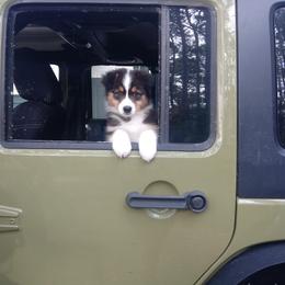 Australian Shepherd Puppies from Sakari Australian Shepherds