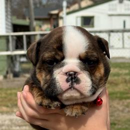 Brownie - Red brindle female Bulldog puppy in Quinlan, Texas from Wright Way Retrievers