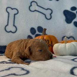 Diamond - Red  female Poodle puppy in Berrien Springs, Michigan from Michigan Mini & Toy Red Poodles