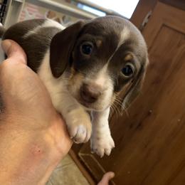 MILO - Piebald male Dachshund puppy in Elizabethtown, Kentucky from Teeny Tiny Puppy Tails