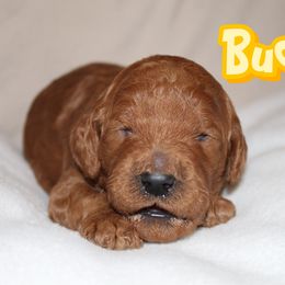 Bucky - Red  male Poodle puppy in Sheridan, California from Renegade Standard Poodles