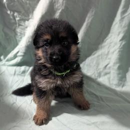 Girl 3 - female German Shepherd puppy in King, North Carolina from Golly-G German Shepherds