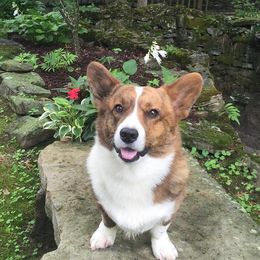 Pembroke Welsh Corgis from Nancy Pearl's Pembroke Welsh Corgis