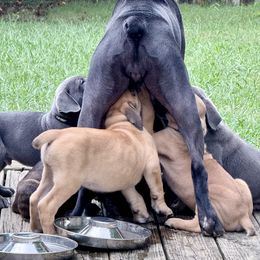 Cane Corso Puppies from Aries Legecy Cane Corso