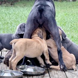 Cane Corso Puppies from Aries Legecy Cane Corso