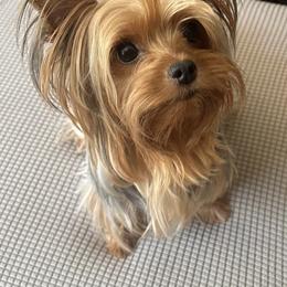 Yorkshire Terrier Puppies from Eastern Oregon Yorkshire Terriers