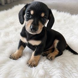 Black and cream - Black and tan male Dachshund puppy in Wahiawa, Hawaii from Versatile Ohana