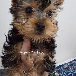 Girl 1 - Black and tan female Yorkshire Terrier puppy in Burley, Idaho from Aspen Yorkies