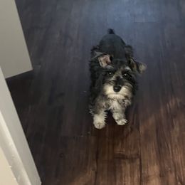 Miniature Schnauzer Puppies from Sugarbaby Kennel