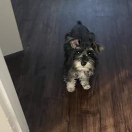 Miniature Schnauzer Puppies from Sugarbaby Kennel