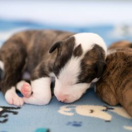 Whippet Puppies from Aperture Whippets