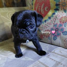 Sunny - Black female Pug puppy in Hartsville, South Carolina from PearlsPlayhousePugs