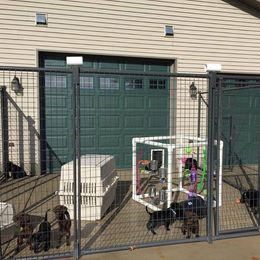 Labrador Retriever Puppies from Harvest Moon Farm