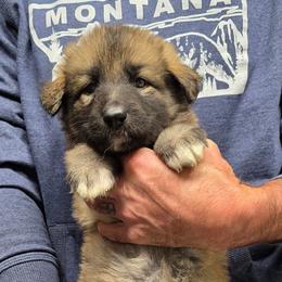 Ferrari - Purple girl - Gray sable female Shiloh Shepherd puppy in Charlo, Montana from IdleWilde Shilohs