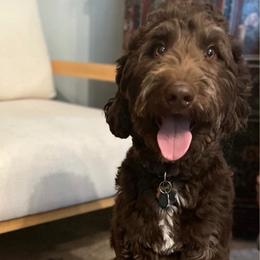Goldendoodle puppies from Route 66 Poodles & Doodles, Sapphire Shih-tzu's of Ohio