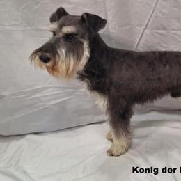 Miniature Schnauzers from West of the Rhine Miniature Schnauzers
