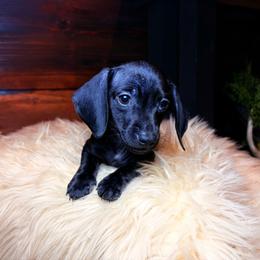 Slater - Black male Dachshund puppy in Washburn, Tennessee from Clinch Mountain Dachshunds
