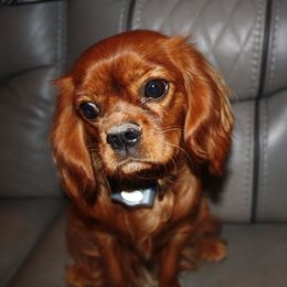 Toby - Cavalier King Charles Spaniel