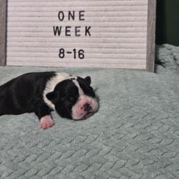 Scout - Black and white male Boston Terrier puppy in Beaverdam, Virginia from Howell Terriers