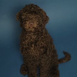 Goldendoodles from Lesley's Goldendoodles