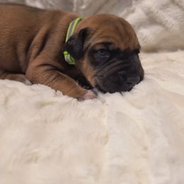 Rhodesian Ridgeback puppies from Stoneridge Ridgebacks