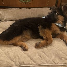 German Shepherd Puppies from Golden Ridge