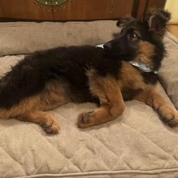 German Shepherd Puppies from Golden Ridge