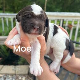 Moe - Parti male Goldendoodle puppy in Prosperity, Pennsylvania from Stelladoodles & Company