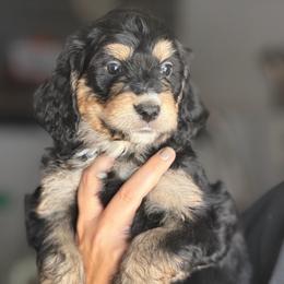 Payton - Phantom female Bernedoodle puppy in Phelan, California from PuppyPaws4U