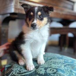 Pumpkin - Black white and tan female Collie puppy in Underwood, Indiana from Third Gen Collies