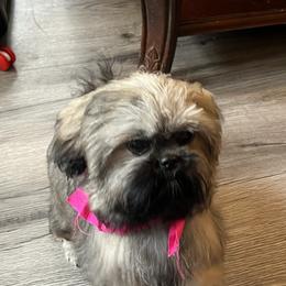 Girl 1 - Sable and white female Shih Tzu puppy in Rock, West Virginia from Willow Tree Haven Shih Tzu