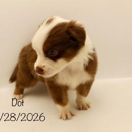 Boy 5 (Dot) - Red tri-color male Australian Shepherd puppy in Brooker, Florida from 🐾 The Great Bambino SunState Aussies!