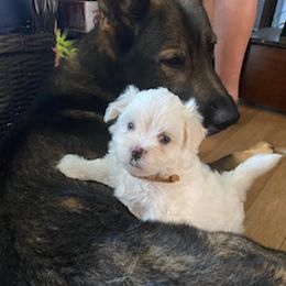 German Shepherds and Maltese from Noble German Shepherds of Maine