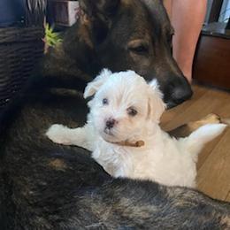 German Shepherds and Maltese from Noble German Shepherds of Maine