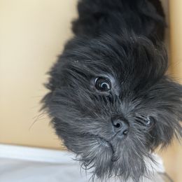 Shih Tzu Puppies from Jessica’s Shih Tzus