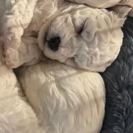 Boy pup 1 - White male Bichon Frise puppy in Wilmington, North Carolina from Cape Fear Bichons
