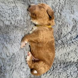 Mr. Yellow - Parti male Goldendoodle puppy in Valley Center, Kansas from The Goldendoodle Gal