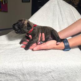 Red - Tiger female Perro de Presa Canario puppy in Raleigh, North Carolina from Kings Court Kennel