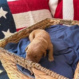 Betsy (Light Pink) - Golden female Golden Retriever puppy in Sandy, Oregon from Treasured K-9s