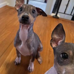 Cheddar - Black tan and white male American Hairless Terrier puppy in Fort Wayne, Indiana from Mapleleaf AHT