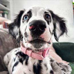 Dalmatian Puppies from Spotted Jewels Dalmatians
