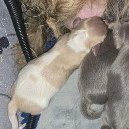 Cream piebald - Cream male Dachshund puppy in Port Charlotte, Florida from Vicki's Dachshund Crossing
