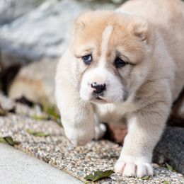 Central Asian Shepherd Dog Puppies from Guardian Dog