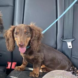 Dachshund Puppies from CSW Dachshunds