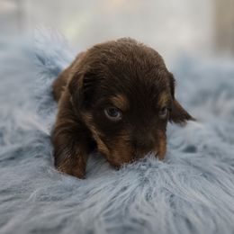 Australian Shepherd Puppies from Crooked Creek Australian Shepherds